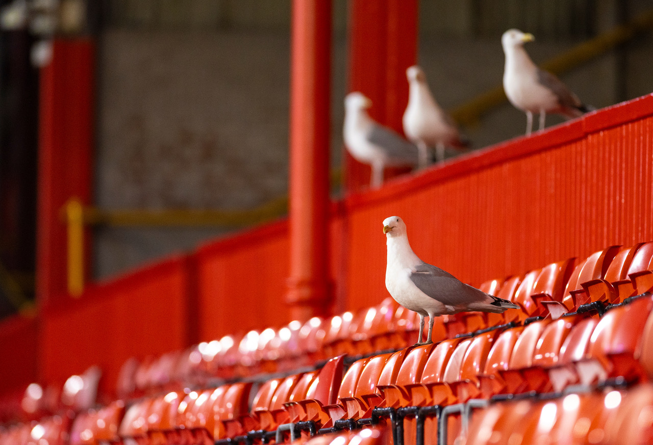 Pittodrie 